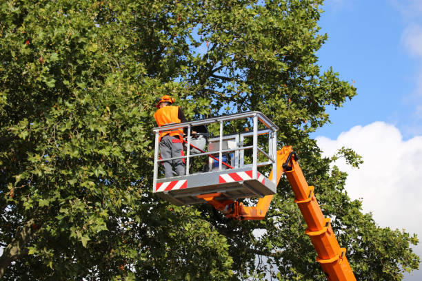 How Our Tree Care Process Works  in Auberry, CA